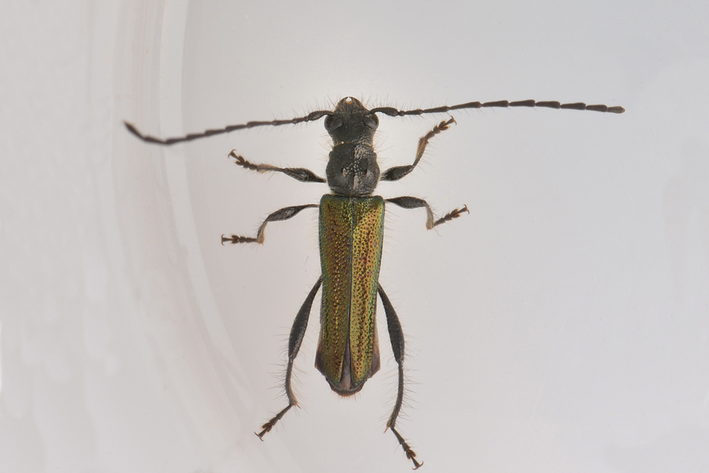 Quale Cerambycidae?  Callimus abdominalis, maschio